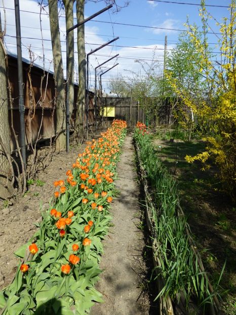 P1090871 - 001 11 04 2017