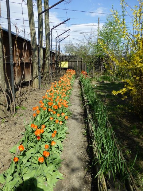 P1090872 - 001 11 04 2017