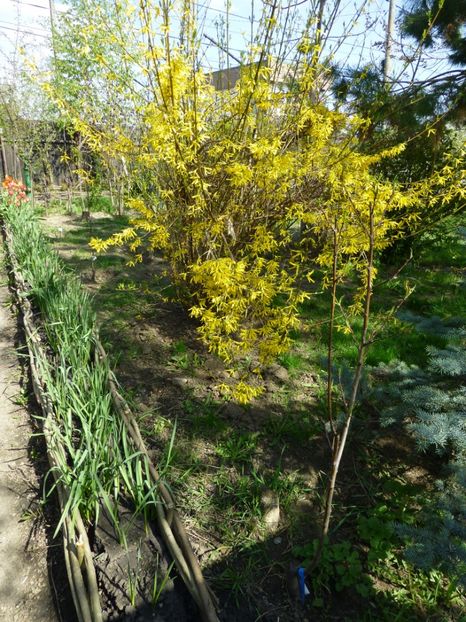 P1090874 - 001 11 04 2017