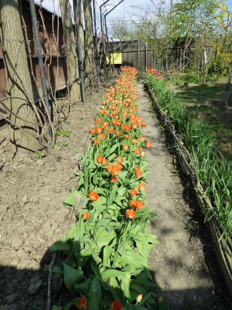 P1090875 - 001 11 04 2017