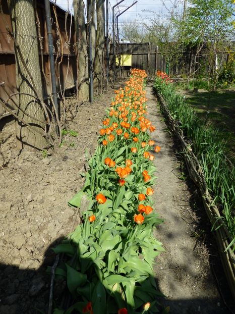 P1090876 - 001 11 04 2017