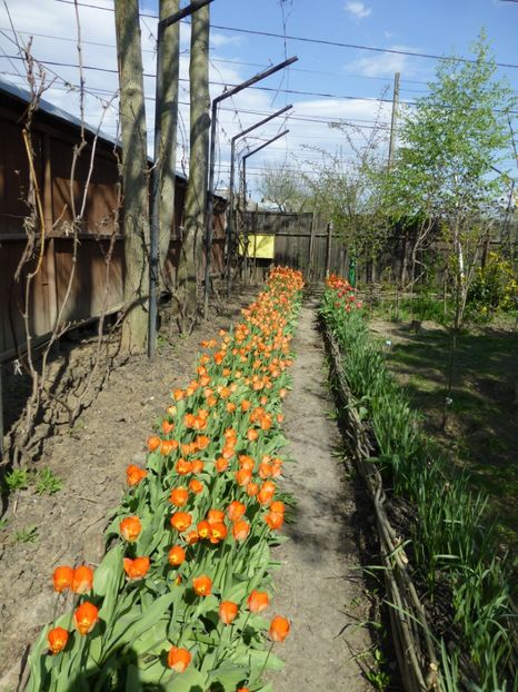 P1090877 - 001 11 04 2017