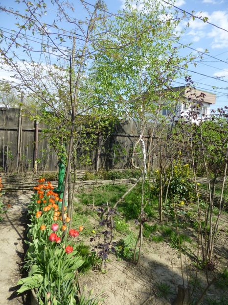 P1090880 - 001 11 04 2017