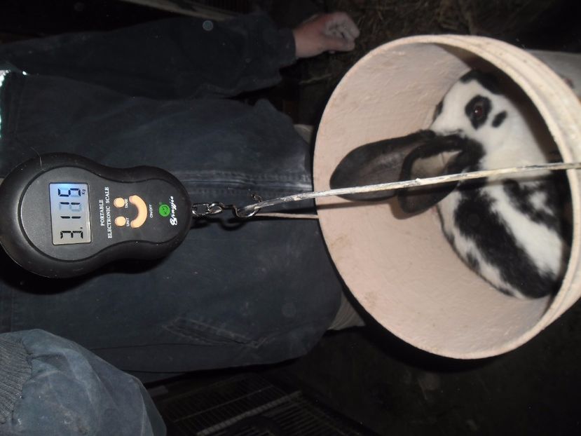 IMG-20170420-WA0048 - Masculi fluture de 3 luni - vanduti