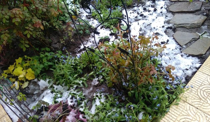 temp 1gr C, vant turbat, ba ninsoare, ba lapovita, ba ploaie :(( - 2017 plantele mele