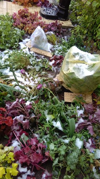 20 aprilie - 2017 plantele mele