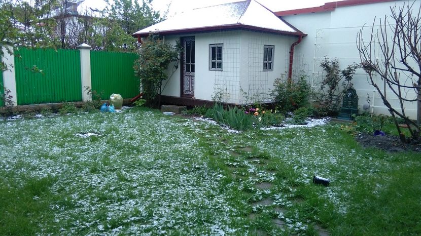 pozele-s facute dimineata.. ca pana seara totul arata jalnic :( - 2017 plantele mele