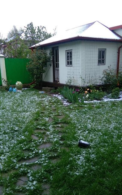 20 aprilie - 2017 plantele mele