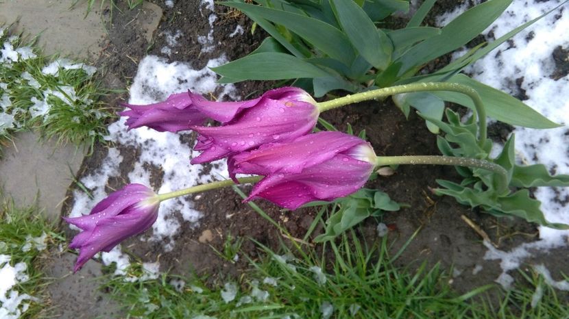 20 aprilie - 2017 plantele mele