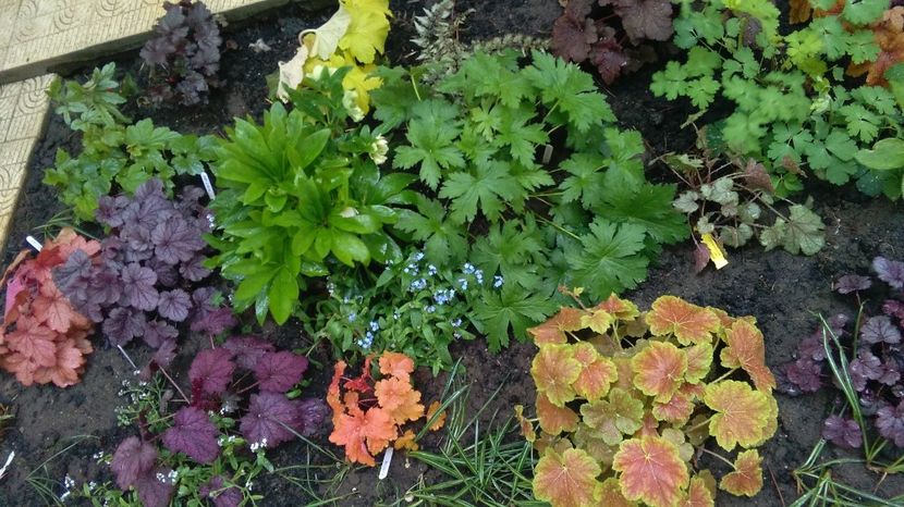 20 aprilie - 2017 plantele mele