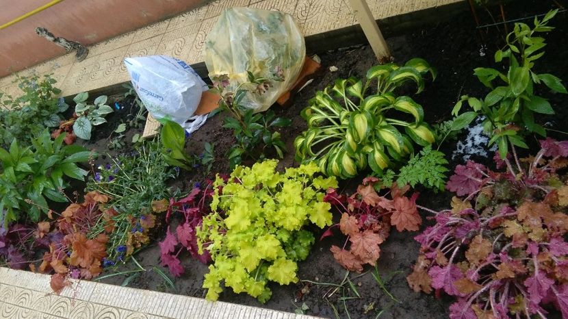 20 aprilie - 2017 plantele mele
