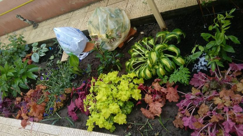 20 aprilie - 2017 plantele mele