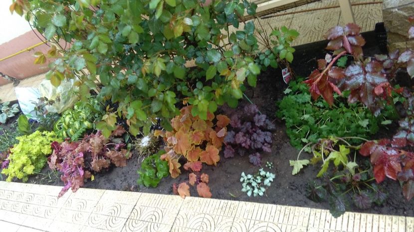 20 aprilie - 2017 plantele mele