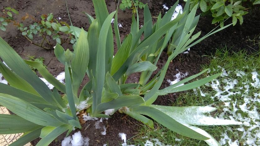 20 aprilie - 2017 plantele mele