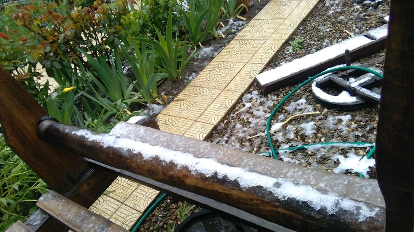 20 aprilie - 2017 plantele mele