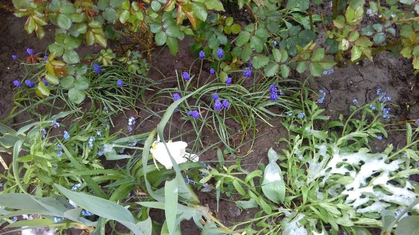 20 aprilie - 2017 plantele mele