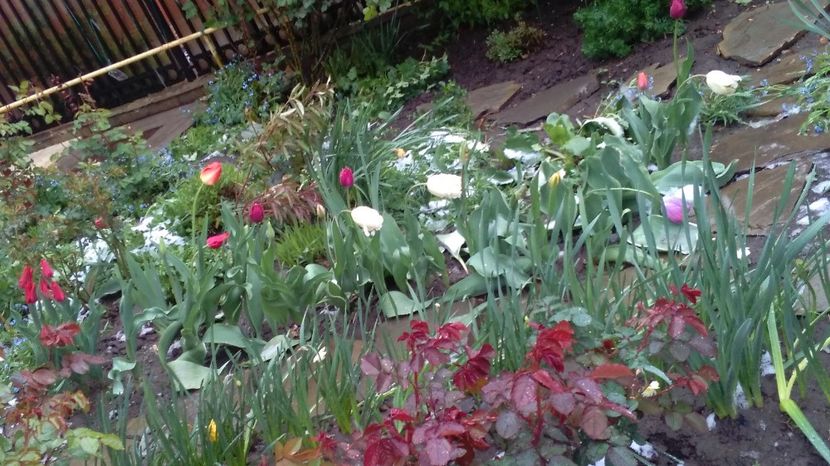 20 aprilie - 2017 plantele mele