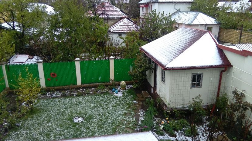 20 aprilie - 2017 plantele mele