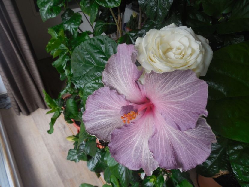  - 02Hibiscus
