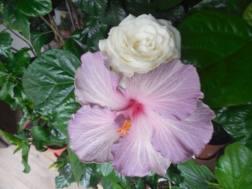  - 02Hibiscus