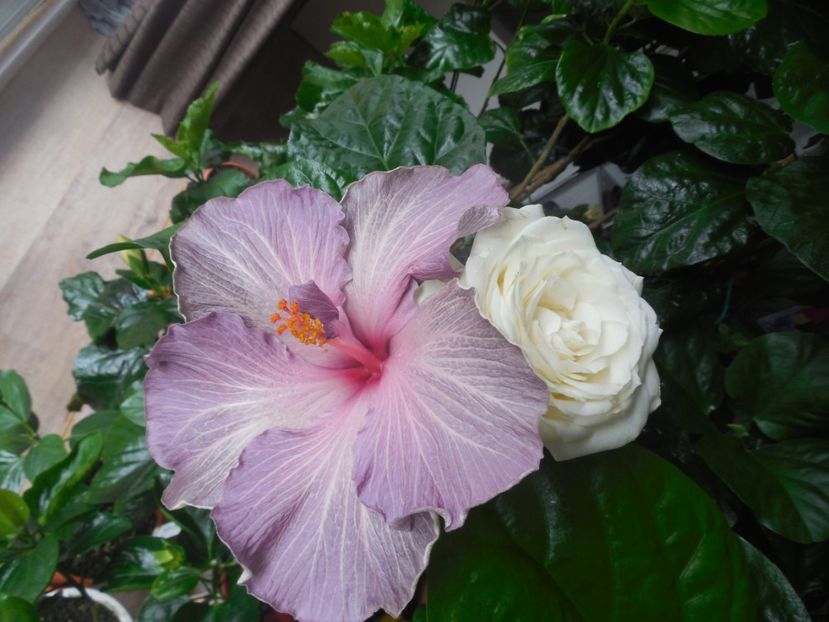  - 02Hibiscus
