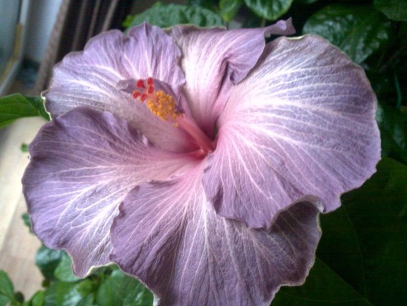  - 02Hibiscus