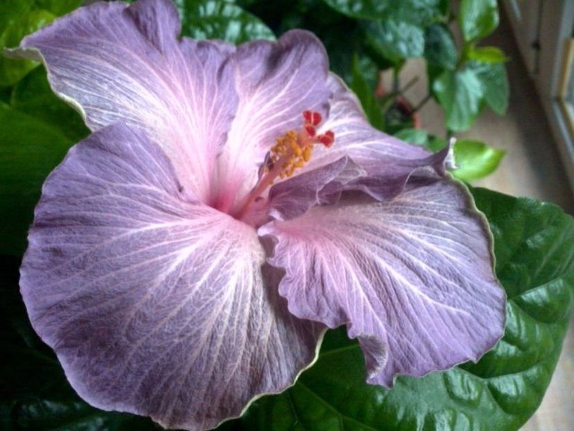 Moorea Blue Stone - 0Hibiscus in colectie infloriti
