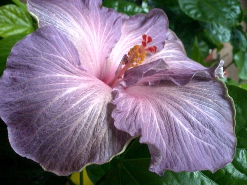 Moorea Blue Stone - 0Hibiscus in colectie infloriti