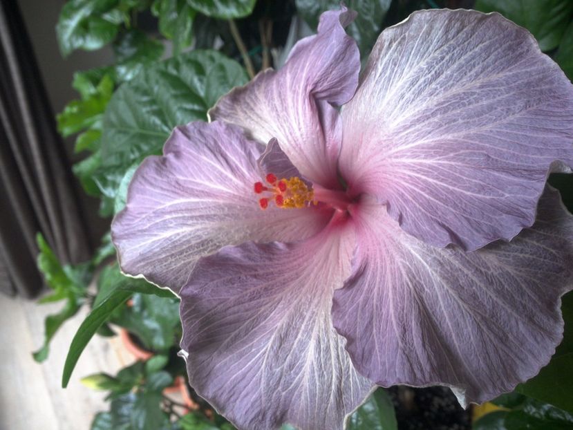 WIN_20170421_082734 - Moorea Blue Stone