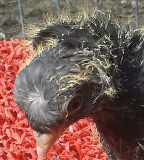 soră de pe tată cu masculul mog, tată al cap - albaștrilor - Pui 2017