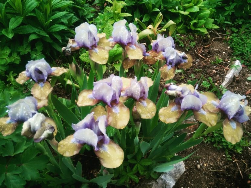 Iris pumila - GRADINA 2017