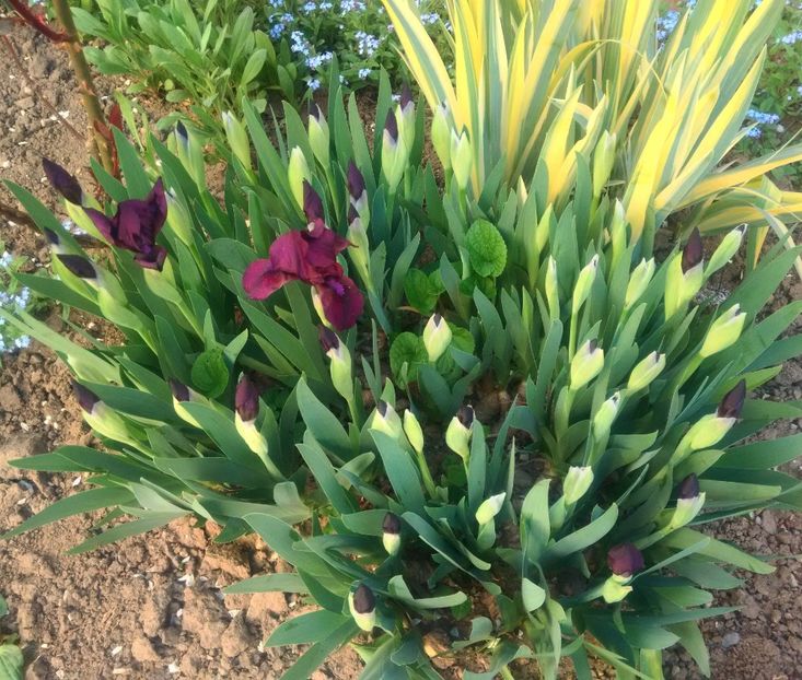 Iris pumila si variegat - GRADINA 2017