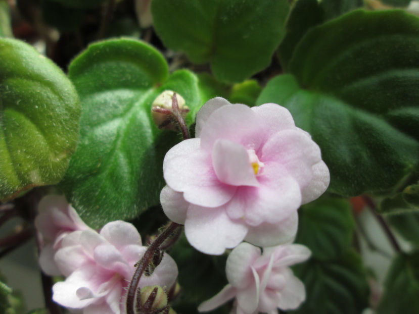  - Rob-s Vanilla Trail