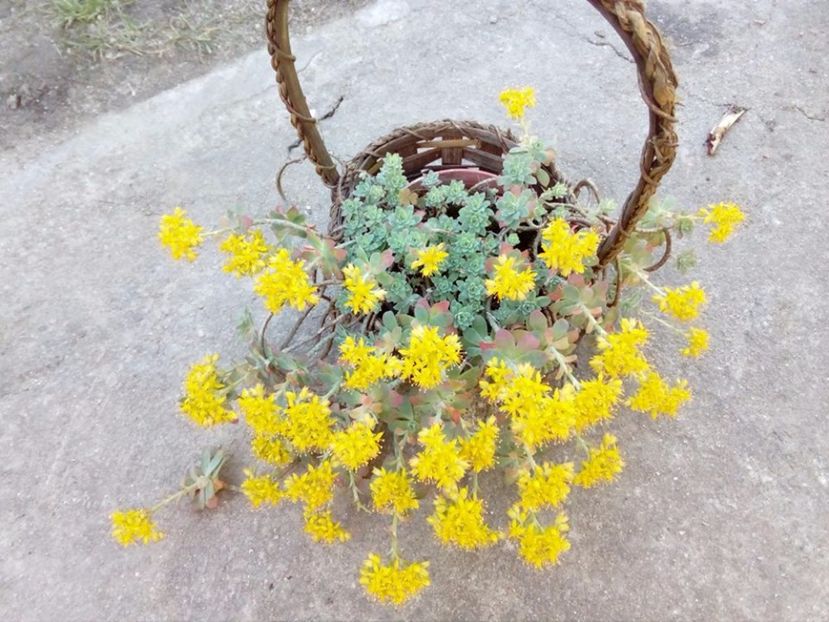 Sedum spurium, cu flori galbene, interior - Suculente de gradina si interior