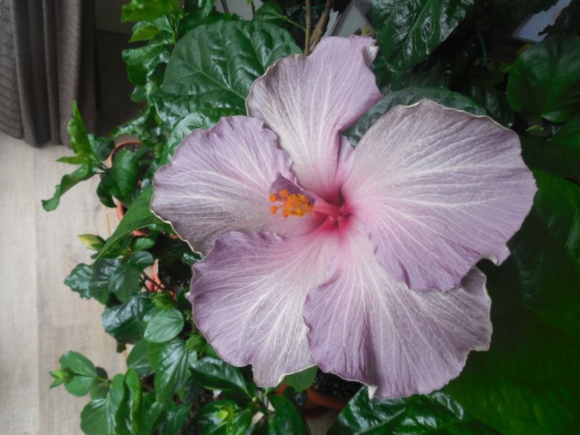 Moorea Blue Stone - 0Hibiscus in colectie infloriti