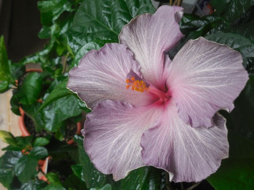 Moorea Blue Stone - 0Hibiscus in colectie infloriti