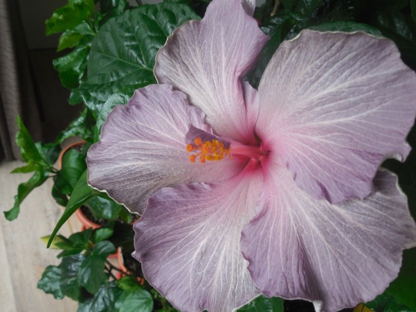 Moorea Blue Stone - 0Hibiscus in colectie infloriti