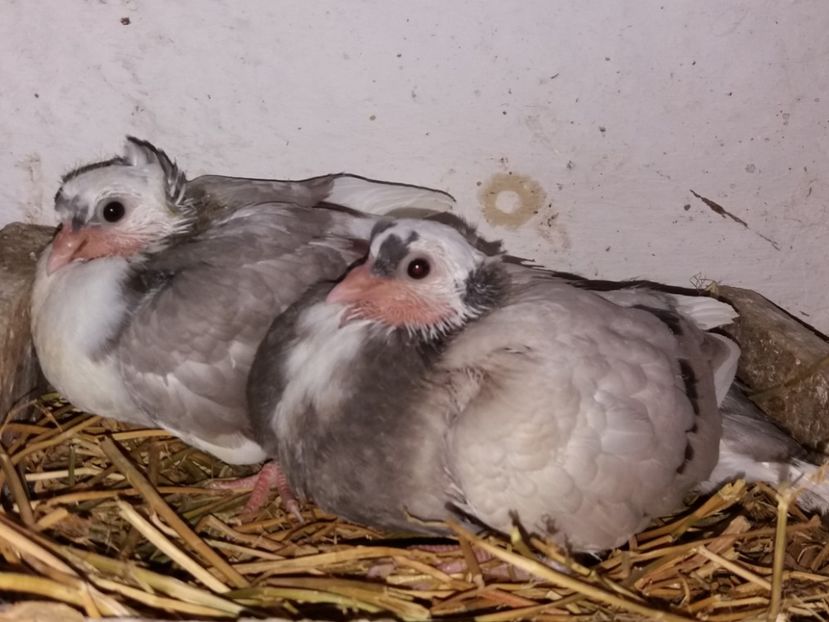  - Jucători de Amara