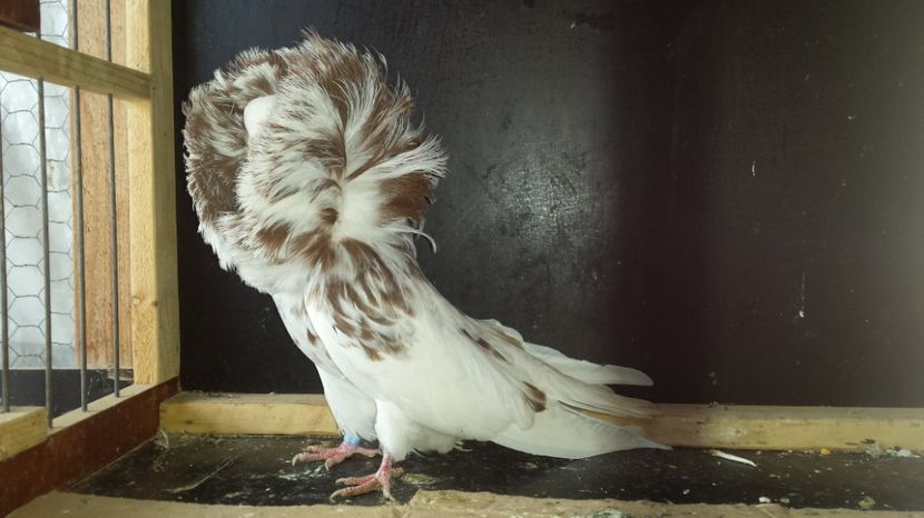 Mascul 2016 - PORUMBEI VANDUTI