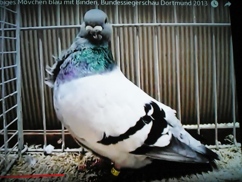PESCĂRUŞ  AFRICAN - aranjare poze