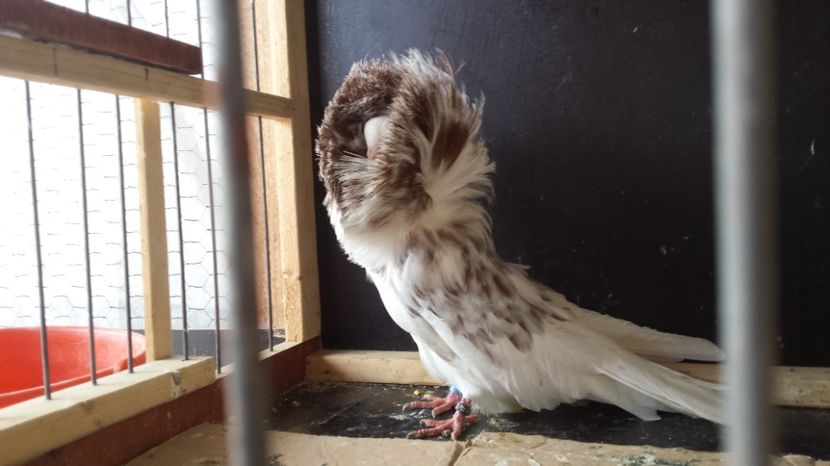 Mascul 2016 - PORUMBEI VANDUTI