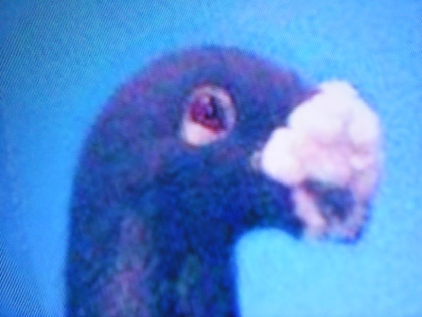  - VOIAJORI DE FRUMUSETE BAGDETI INDIENI GERMANII