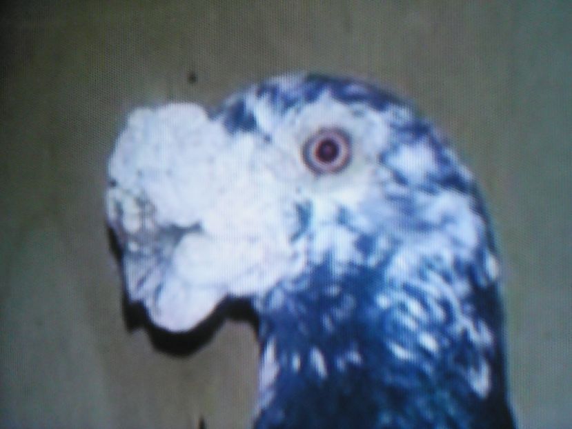  - VOIAJORI DE FRUMUSETE BAGDETI INDIENI GERMANII