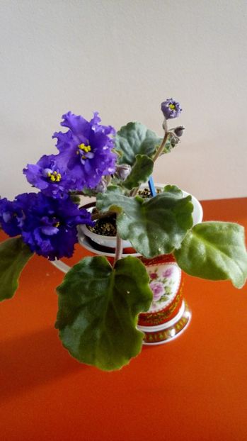  - Violete africane inflorite