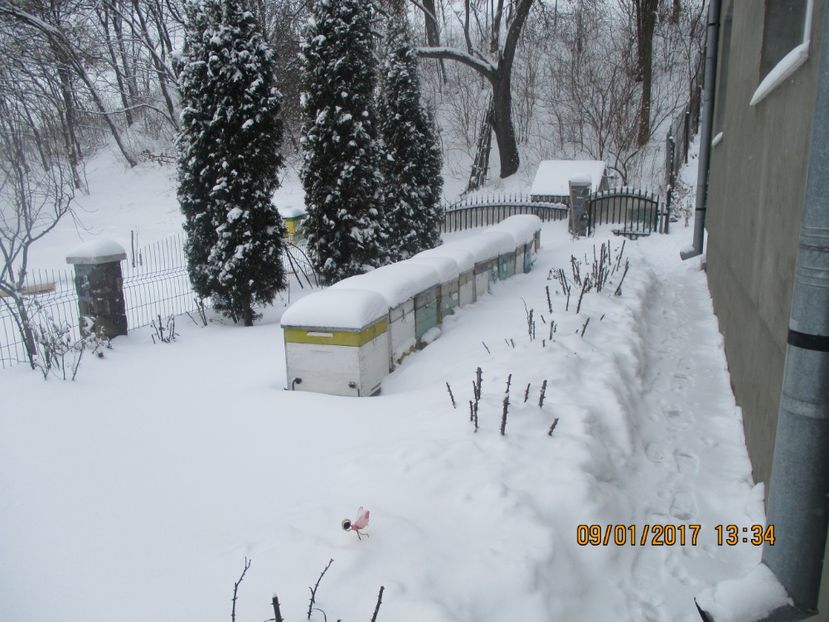 PADURE  2016 035 - APICULTURA   2017