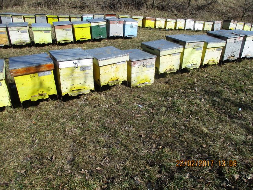 PADURE  2016 006 - APICULTURA   2017