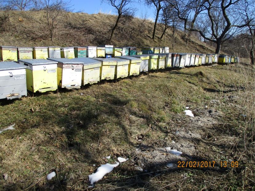 PADURE  2016 007 - APICULTURA   2017