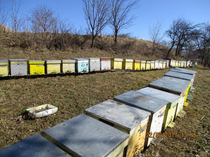 PADURE  2016 013 - APICULTURA   2017