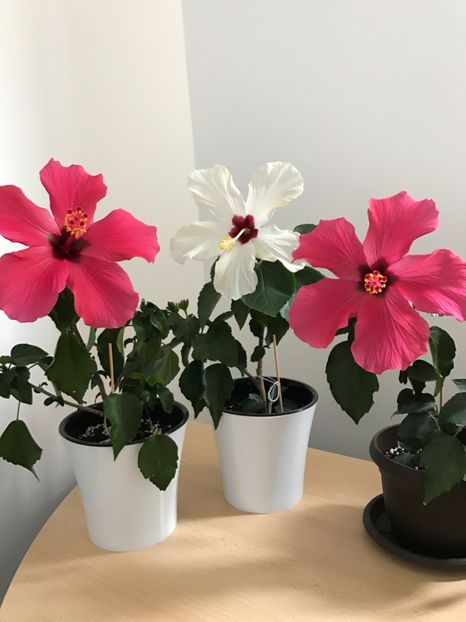 21.04.2017 - Hibiscus 2017