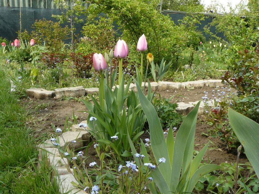 Olioulles - 2017 Aprilie_Idilic Garden